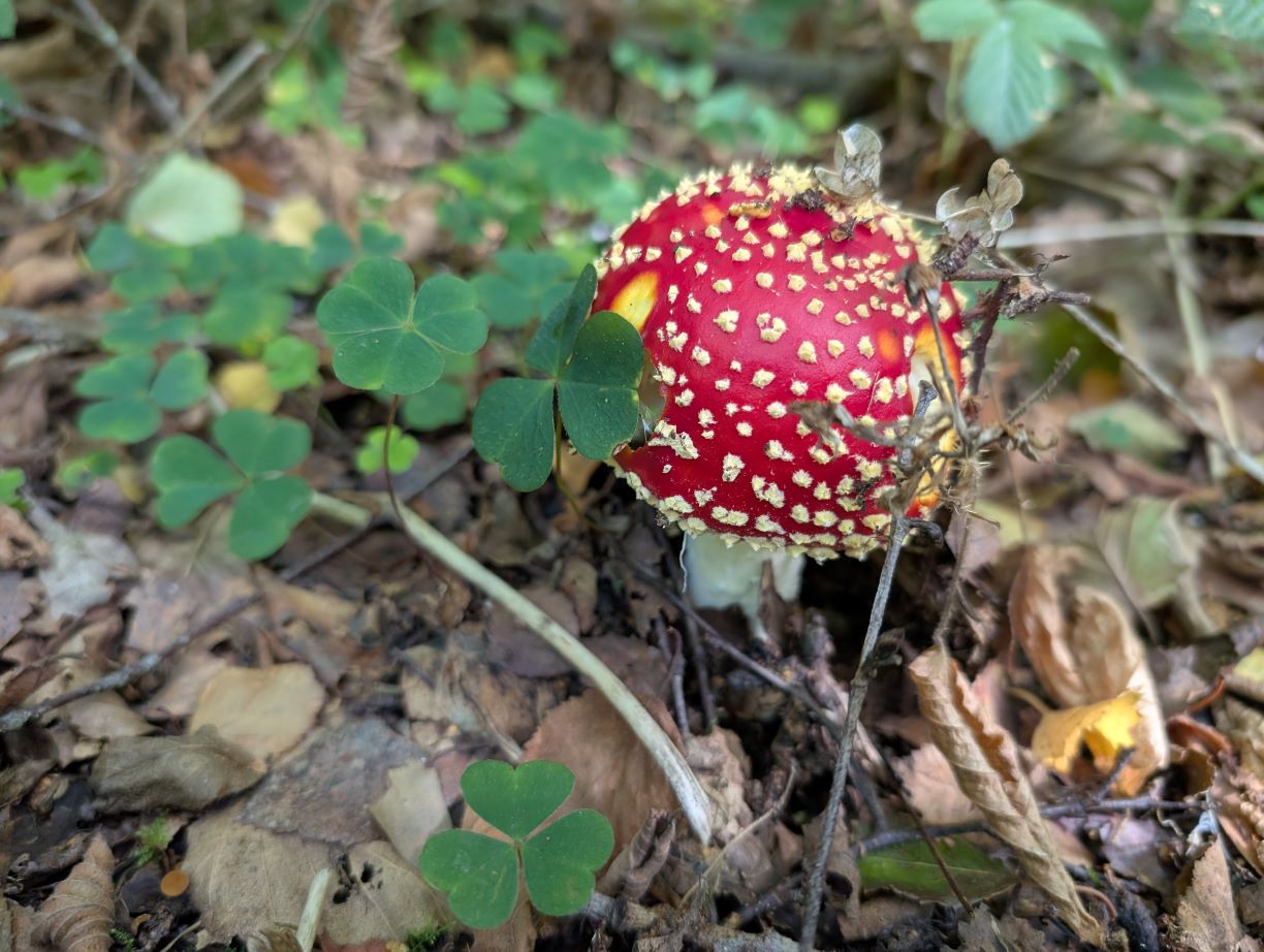 Forest School Assistant (Level 2) Training Course; Peterborough, Cambridgeshire. Autumn 2026