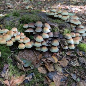 First Aid for Forest School Training Course; Coventry Spring 2027